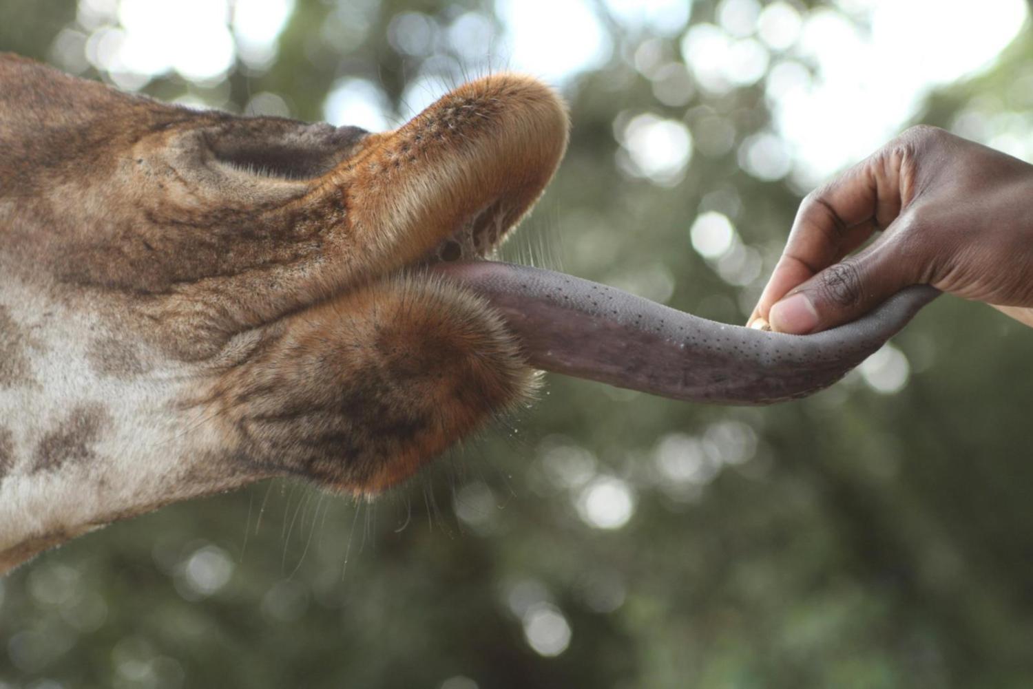 Giraffe being fed